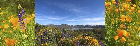 Wildflower Collage VIII Black Ornate Wood Framed Art Print with Double Matting by Popcorn