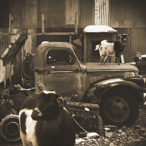Junkyard D2: Sepia Goats Black Modern Wood Framed Art Print by Popcorn