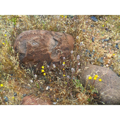 Sedimentations: Where The Chamomile Grows Black Modern Wood Framed Art Print by Popcorn