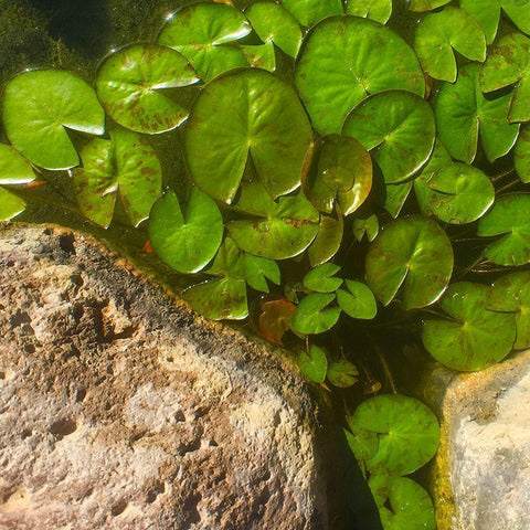 Lillypads A White Modern Wood Framed Art Print with Double Matting by Tenoever, William