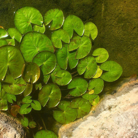 Lillypads B White Modern Wood Framed Art Print with Double Matting by Tenoever, William