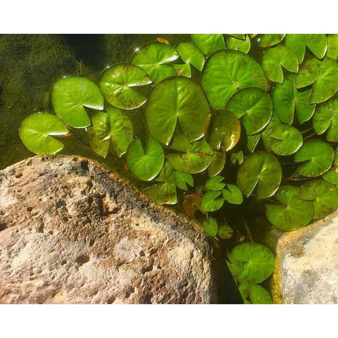 Lillypads C Black Modern Wood Framed Art Print by Tenoever, William