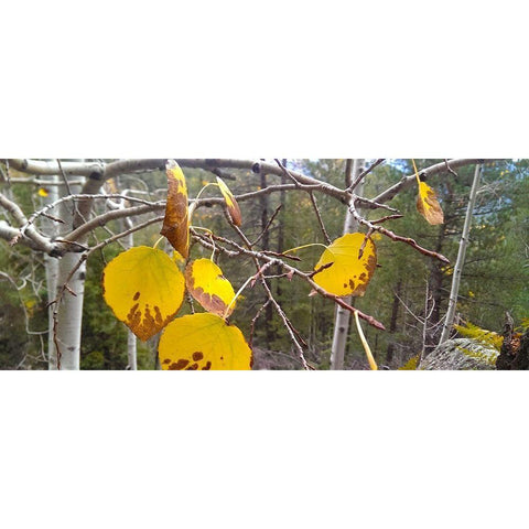 Aspens in Fall: Last Leaves II Black Modern Wood Framed Art Print with Double Matting by Tenoever, William