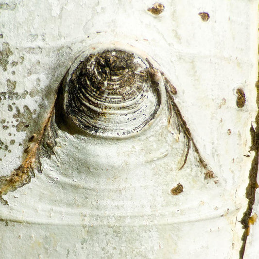 Image Only