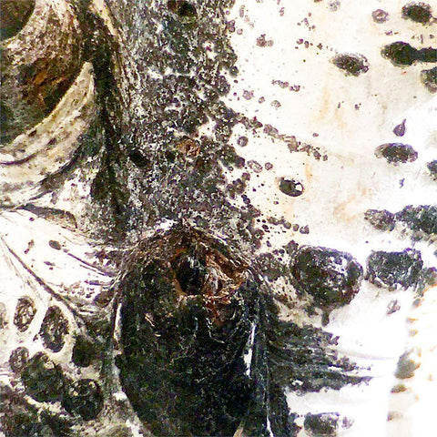 Aspens In The Fall 3 Black Modern Wood Framed Art Print by Tenoever, William