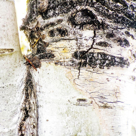 Aspens In The Fall 4 Black Modern Wood Framed Art Print by Tenoever, William