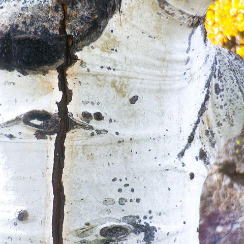 Aspens In The Fall 5 Black Ornate Wood Framed Art Print with Double Matting by Tenoever, William