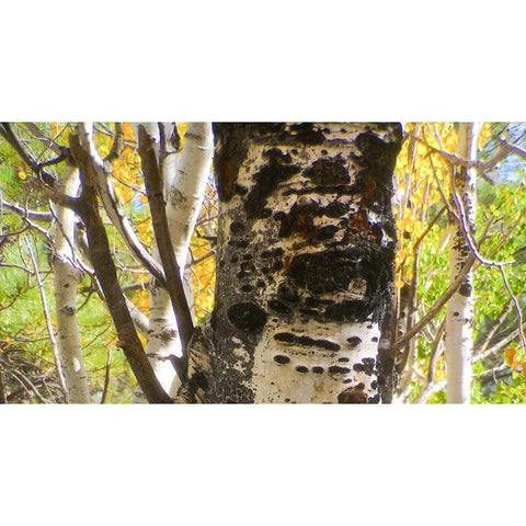 Aspens In The Fall 8 Black Modern Wood Framed Art Print with Double Matting by Tenoever, William