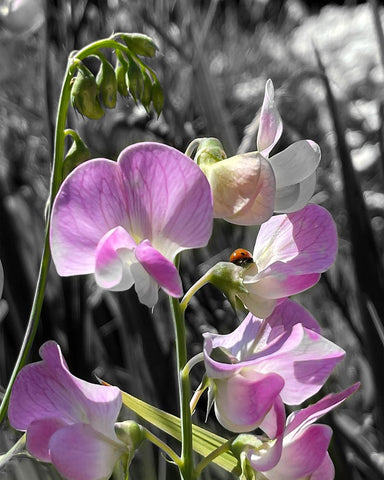 Peavine B/W 1 Black Modern Wood Framed Art Print by Tenoever, William