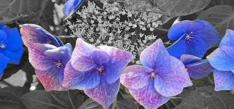 Hydrangea B/W Black Ornate Wood Framed Art Print with Double Matting by Tenoever, William