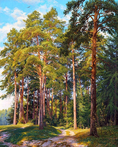 Ship pines White Modern Wood Framed Art Print with Double Matting by Basov, Sergej