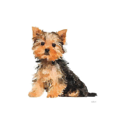 Yorkie Black Modern Wood Framed Art Print by Greenwood, Amanda