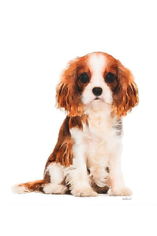 King Charles Spaniel Puppy White Modern Wood Framed Art Print with Double Matting by Amanda Greenwood