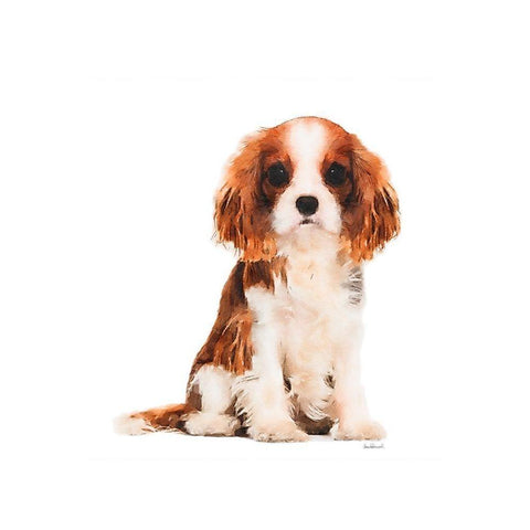 King Charles Spaniel Puppy Black Modern Wood Framed Art Print by Amanda Greenwood