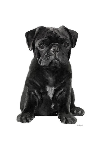 Pug II Black Ornate Wood Framed Art Print with Double Matting by Amanda Greenwood