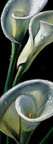 Dewdrop Callas White Modern Wood Framed Art Print with Double Matting by AlmaCh