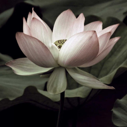 The Lotus I White Modern Wood Framed Art Print by Neuwirth, Andy