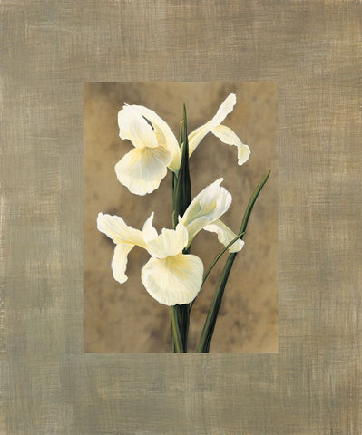 Iris White Modern Wood Framed Art Print with Double Matting by Trivelli, Andrea