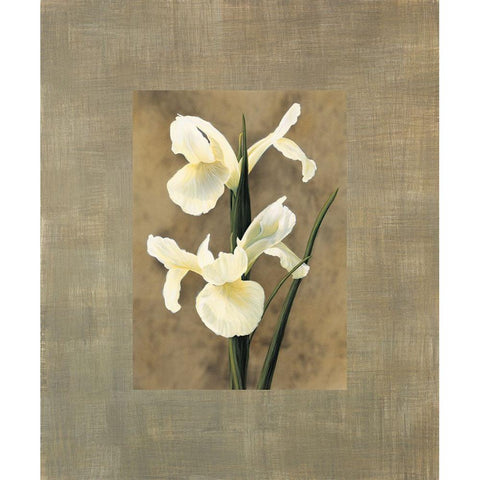 Iris White Modern Wood Framed Art Print by Trivelli, Andrea