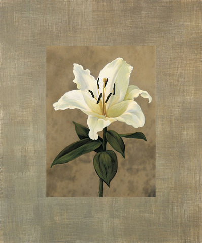 Lily White Modern Wood Framed Art Print with Double Matting by Trivelli, Andrea