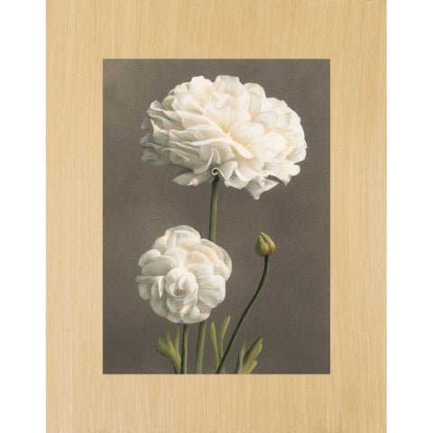 Dalie White Modern Wood Framed Art Print by Trivelli, Andrea