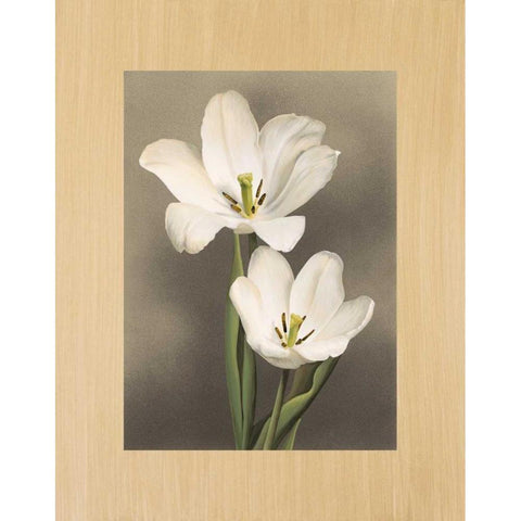 Tulipani White Modern Wood Framed Art Print by Trivelli, Andrea