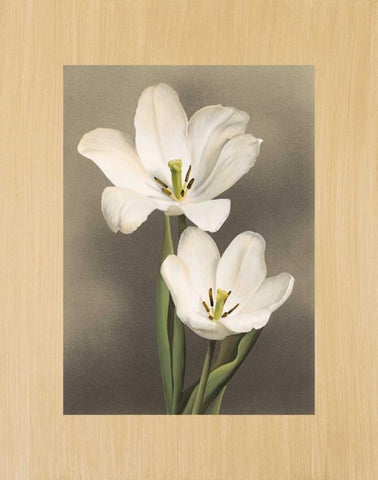 Tulipani Black Ornate Wood Framed Art Print with Double Matting by Trivelli, Andrea