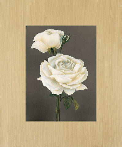 Rose White Modern Wood Framed Art Print with Double Matting by Trivelli, Andrea