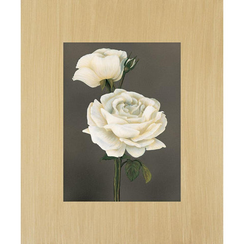 Rose Black Modern Wood Framed Art Print with Double Matting by Trivelli, Andrea