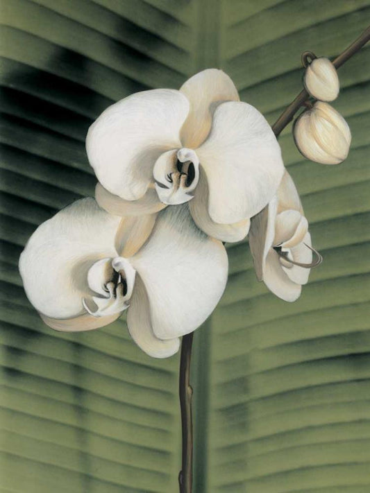 Image Only