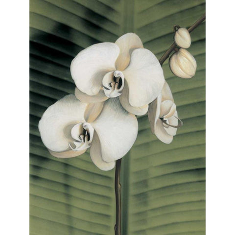 Orchid with Palm II Black Modern Wood Framed Art Print by Trivelli, Andrea