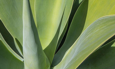 Aloe I White Modern Wood Framed Art Print with Double Matting by Markoff, Barbara