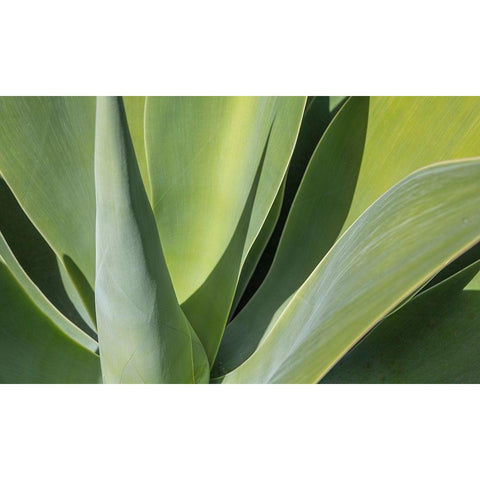 Aloe I White Modern Wood Framed Art Print by Markoff, Barbara