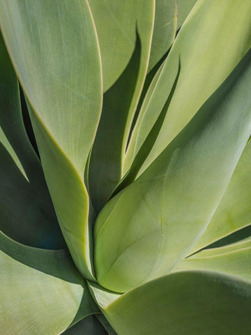 Aloe II White Modern Wood Framed Art Print with Double Matting by Markoff, Barbara