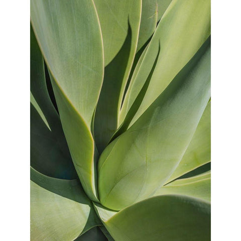 Aloe II Black Modern Wood Framed Art Print by Markoff, Barbara