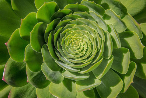 Green Succulent Spiral White Modern Wood Framed Art Print with Double Matting by Markoff, Barbara