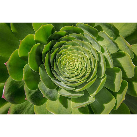 Green Succulent Spiral Black Modern Wood Framed Art Print by Markoff, Barbara