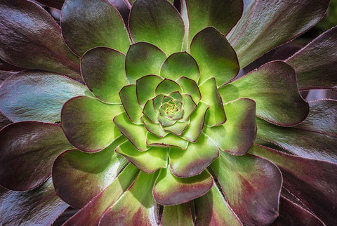 Black Rose Black Ornate Wood Framed Art Print with Double Matting by Markoff, Barbara