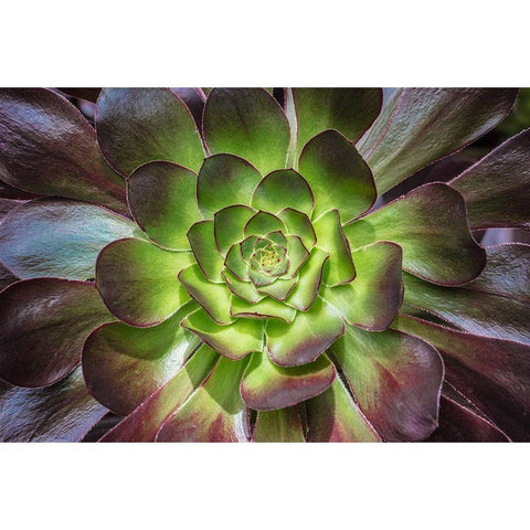 Black Rose Black Modern Wood Framed Art Print by Markoff, Barbara