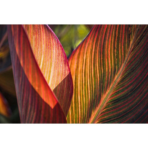 Canna Lily Leaves I Gold Ornate Wood Framed Art Print with Double Matting by Markoff, Barbara