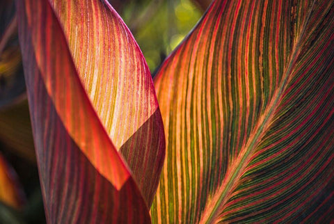 Canna Lily Leaves I White Modern Wood Framed Art Print with Double Matting by Markoff, Barbara