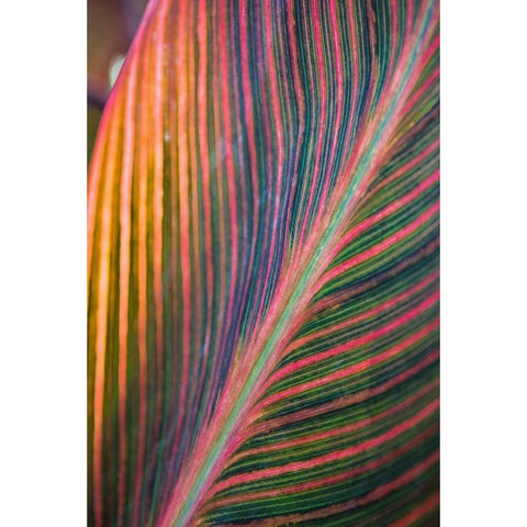 Canna Lily Leaves II Black Modern Wood Framed Art Print with Double Matting by Markoff, Barbara