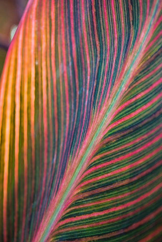 Canna Lily Leaves II White Modern Wood Framed Art Print with Double Matting by Markoff, Barbara