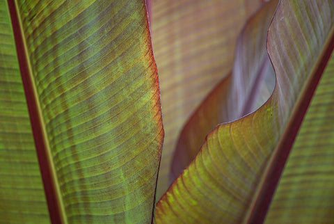 Banana Palm White Modern Wood Framed Art Print with Double Matting by Markoff, Barbara