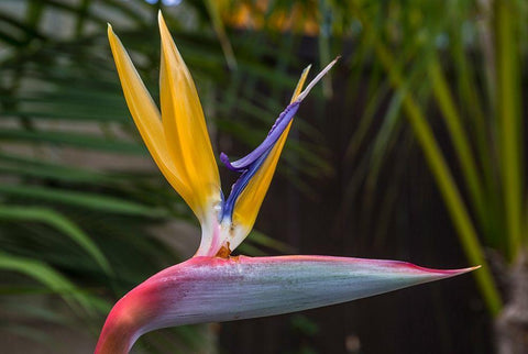 Bird of Pardise White Modern Wood Framed Art Print with Double Matting by Markoff, Barbara