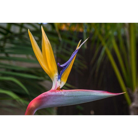 Bird of Pardise Gold Ornate Wood Framed Art Print with Double Matting by Markoff, Barbara