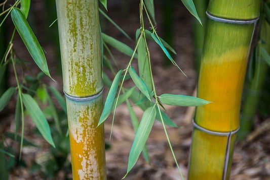 Image Only