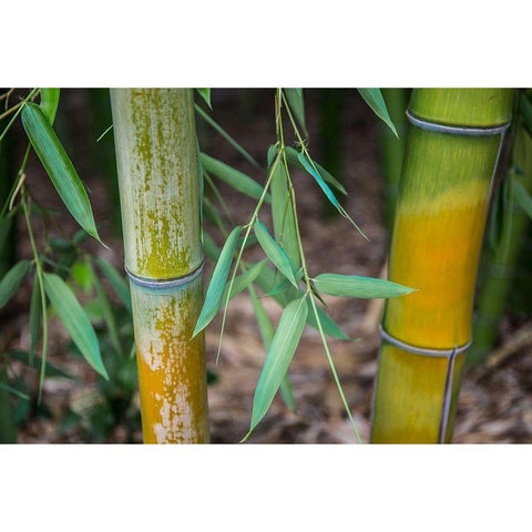 Bamboo Study Black Modern Wood Framed Art Print with Double Matting by Markoff, Barbara