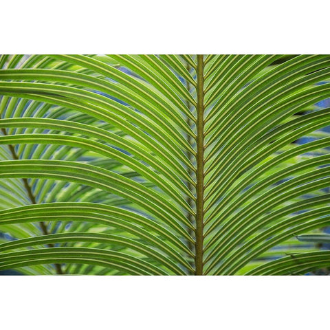 Leaf Pattern Gold Ornate Wood Framed Art Print with Double Matting by Markoff, Barbara