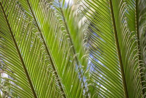 Curly Cue Leaves Black Ornate Wood Framed Art Print with Double Matting by Markoff, Barbara